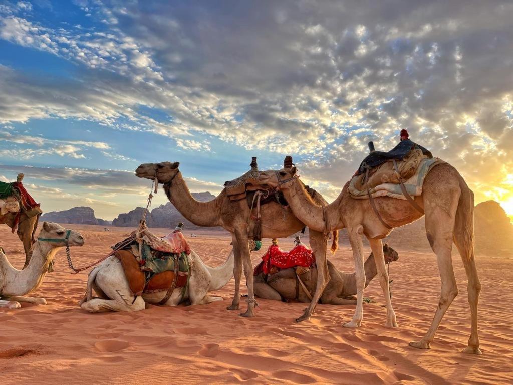 Rum Jordan Camp And Tours Wadi Rum Exterior foto